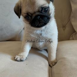 Pug Puppies from Willow Dove Pugs