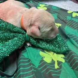 Orange - Yellow male Labrador Retriever puppy in Menomonee Falls, Wisconsin from Steppinstone Dog Training and Labradors/BC’s