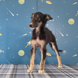 Birdie - Black and brindle female Silken Windhound puppy in Hanna, Oklahoma from Daybreak Silken Windhounds