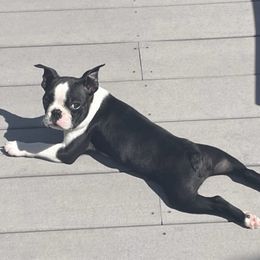 Boston Terrier Puppies from Columbus Boston Terriers