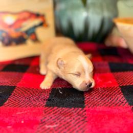 Cream Puff - Cream parti male Pomeranian puppy in Knoxville, Tennessee from Thea's Puppies