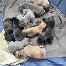 Boy 2 - Fawn male Cane Corso puppy in Sweetwater, Tennessee from Rocky Titan Kennels