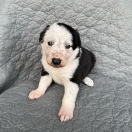 Cairo - Black and white male Border Collie puppy in Centerville, Washington from Forthright Farms