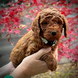 Gray Collar Boy - Red  male Poodle puppy in Modesto, California from Dry Creek Poodles