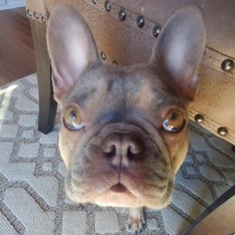 French Bulldogs from Family Frenchies