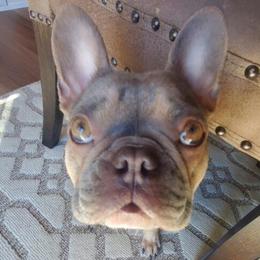 French Bulldogs from Family Frenchies