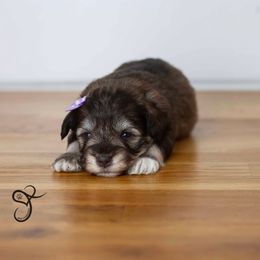 Gypsy - Liver female Miniature Schnauzer puppy in Diamond Valley, Utah from JoJo's Schnauzers