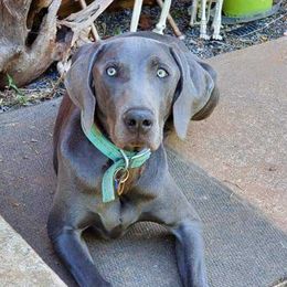 Aladdin - Weimaraner