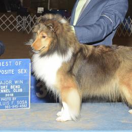 Shetland Sheepdogs and Whippets from Jessica's Pups