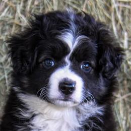 Miniature Australian Shepherds from Twisted O Ranch