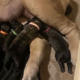 Girl 1 - Brindle Mastiff puppy in Buffalo, New York from Excelsior Mastiffs
