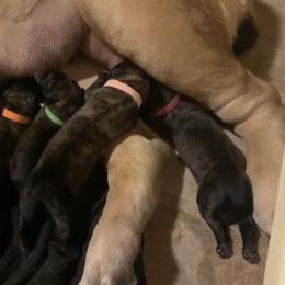 Girl 1 - Brindle Mastiff puppy in Buffalo, New York from Excelsior Mastiffs