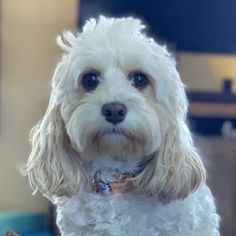 Cavalier King Charles Spaniels and Cavapoos from Longhorn Cavaliers