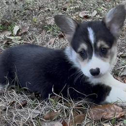 AKC Light Green Tri - Black and tan male Pembroke Welsh Corgi puppy in Summerfield, Florida from Promise Land Farm