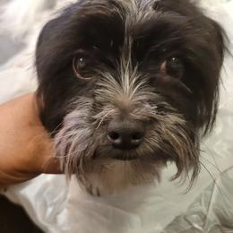Kingsley - Shorkie