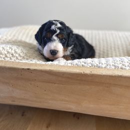Bernedoodle, Goldendoodle, and Poodle Puppies from Central Valley Canine Companions