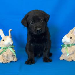 Mr Orange - Black male Labrador Retriever puppy in Overton, Nevada from Sinfully Sweet Kennel
