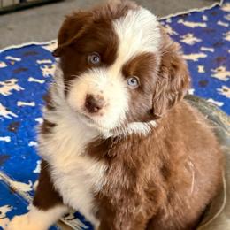 Ratchet - Red & white male Miniature Australian Shepherd puppy in Bronson, Iowa from Crazy Acres Aussies