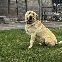 Australian Cattle Dogs and Labrador Retrievers from Christensen Heelers
