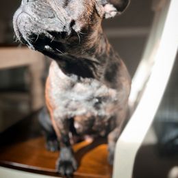 French Bulldog Puppies from Elite Frenchies of NC