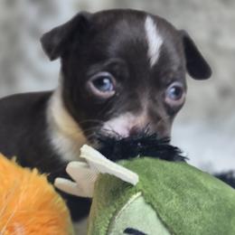 Chip (Choclate Chip) - Chocolate and white male Chihuahua puppy in Plainfield, Indiana from Abby's Pampered Pooches