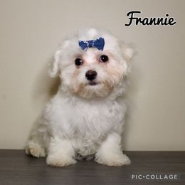 Frannie - White female Maltese puppy in Morehead, Kentucky from Paw Perfect Pets