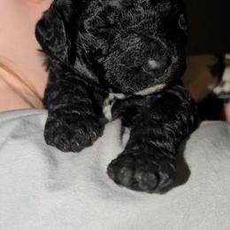 Ginny - Black female Sheepadoodle puppy in Austin, Texas from Darling Doodles