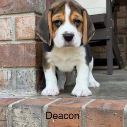 Deacon - Black tan and white male Beagle puppy in Mansfield, Missouri from Rippee Creek Kennel