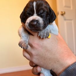 Yellow - Liver and white female German Shorthaired Pointer puppy in Ash Flat, Arkansas from SmokePoint GSPs