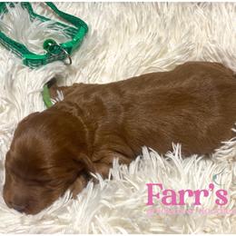 Green collar - Red  male Goldendoodle puppy in Ohio from Farr’s Goldens and Doodles