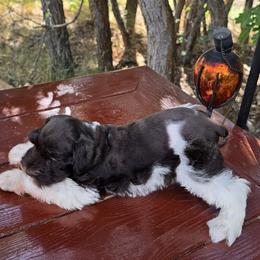 River - Liver male Miniature Schnauzer puppy in Saratoga Springs, Utah from Happy Beard Schnauzers
