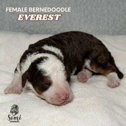 Everest (Green Collar) - Tri-color female Bernedoodle puppy in Palmetto Bay, Florida from SOMIDOODLES