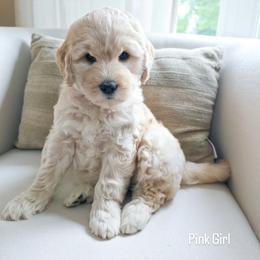 Pink Girl - Cream female Goldendoodle puppy in Rochester, New York from Sandy Creek Doodles