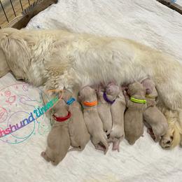 Dachshund Puppies from Dachshund Universe