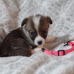 American Corgi and Pembroke Welsh Corgi Puppies from J&T Turnbull Corgis