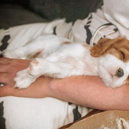 Cavalier King Charles Spaniel Puppies from Faybelle's Cavaliers