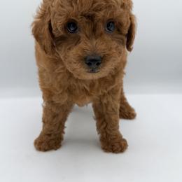 Beau - Red  male Goldendoodle puppy in Millersburg, Ohio from Ohio Puppy Paws