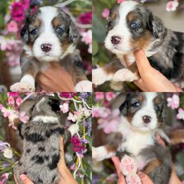 Daisy Duck - Tri-color female Bernedoodle puppy in Yuciapa, California from AlltheDoodlez_
