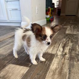 Girl 3 - White and red female Papillon puppy in Carlsbad, New Mexico from Champagne Posh Papillons
