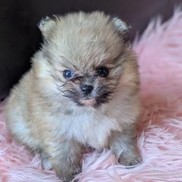 Buttercup - Orange sable female Pomeranian puppy in Utah from Pop Off Pomeranians