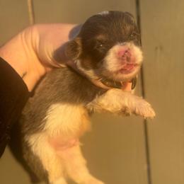 Bentley - Blue male Pembroke Welsh Corgi puppy in East Oakdale, California from Rhettro Kennels
