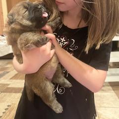 Boxer, Chow Chow, Doberman Pinscher, and Parson Russell Terrier Puppies from SouthFork Ranch