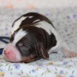 Timber - Tri-Roan male English Springer Spaniel puppy in Winfield, Tennessee from Murphy Farms and Springers
