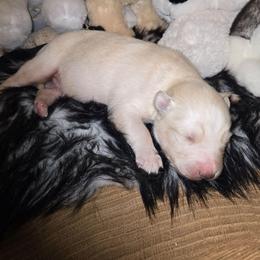 Dante - White male Gerberian Shepsky puppy in Gorman, Texas from Bransford Paw Pack/Timber Huskies