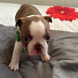 Green collar - Seal and white female Boston Terrier puppy in Sunnyside, Washington from Boston Terriers
