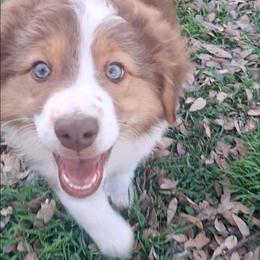 Henry - Red tri male Miniature Australian Shepherd puppy in Copperas Cove, Texas from Aussies Acre