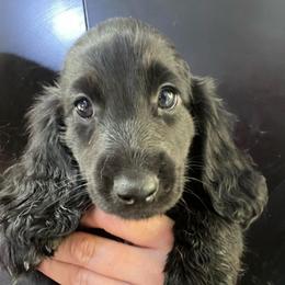 Baggi - Black male Dachshund puppy in Bigfork, Minnesota from Dachshunds Up North