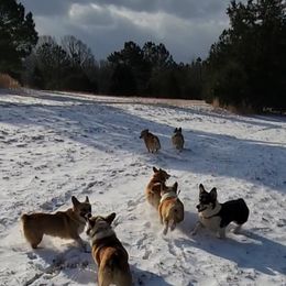 Pembroke Welsh Corgi Puppies from Liberty Hill Farm