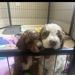 Cavapoo and Goldendoodle Puppies from Christianna’s Mini Goldendoodles