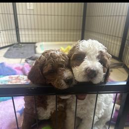 Cavapoo and Goldendoodle Puppies from Christianna’s Mini Goldendoodles